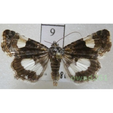 Tyta luctuosa (Denis & Schiffermüller, 1775) Slovakia9